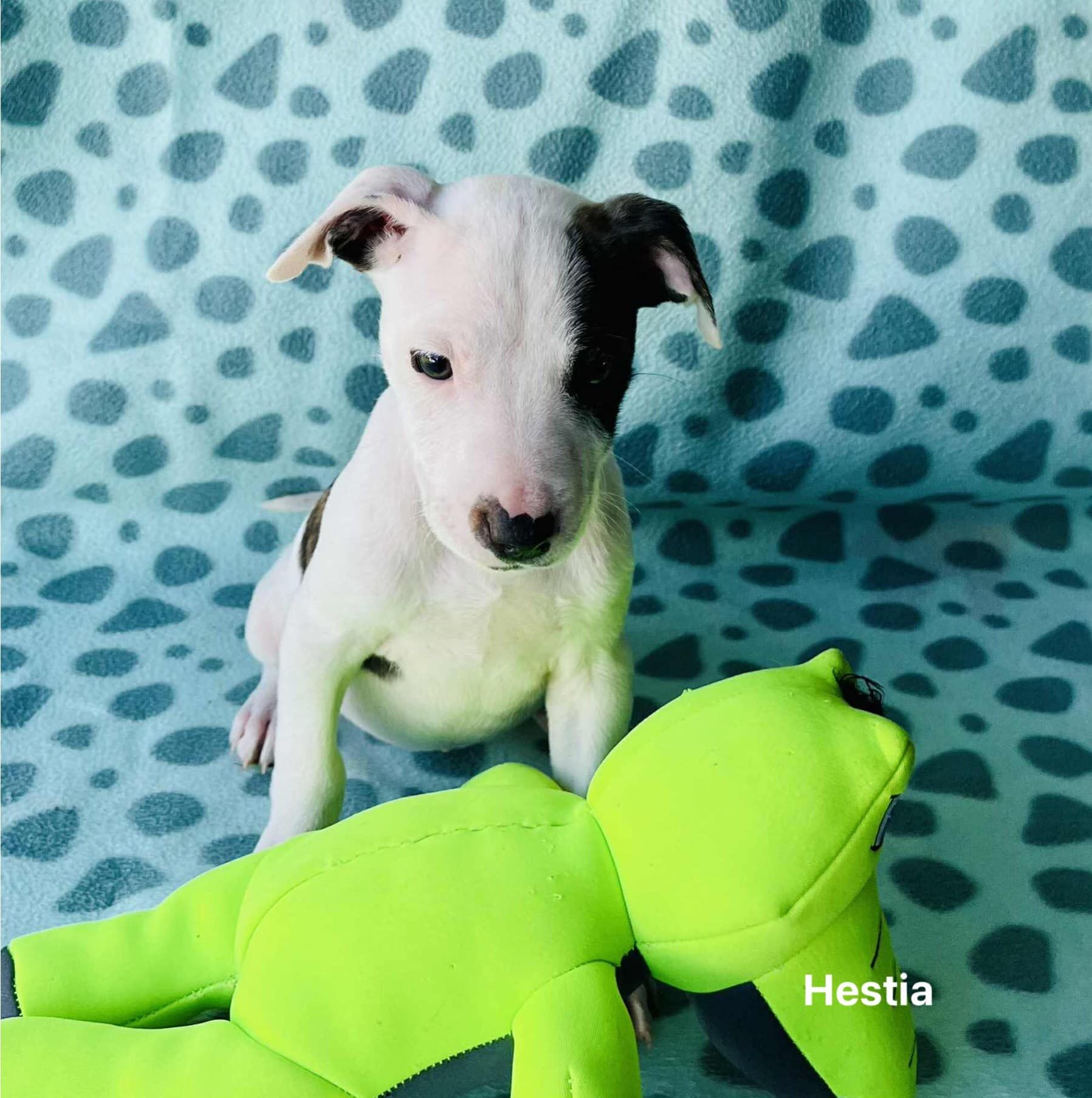 Hestia Hestia